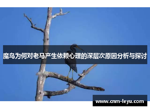 魔鸟为何对老马产生依赖心理的深层次原因分析与探讨 魔鸟为何对老马产生依赖心理的深层次原因分析与探讨